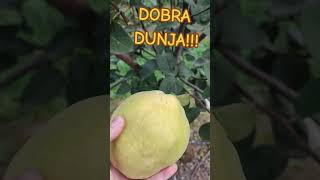 Jedan plod DUNJE pre 1 kg težine fruit farming garden dunja hemus [upl. by Saks]