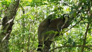 Ringtail lemurs mating Rare film [upl. by Leidba]