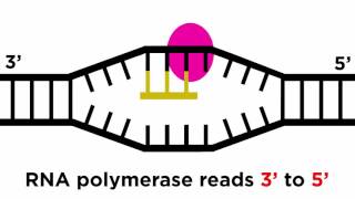 Regulation of Gene Expression Operons Epigenetics and Transcription Factors [upl. by Atalante121]