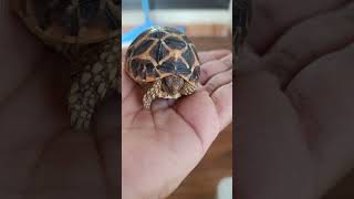 Aap inse mile 🐢🐢 turtle funny gophertortoise comedy tortoise petsvlog animals shortsfeed [upl. by Brana]