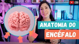 ANATOMIA geral do ENCÉFALO [upl. by Rooke]