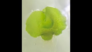 Plant Tissue Culture  Fern spores tissue culture Birds nest fern [upl. by Airtina]