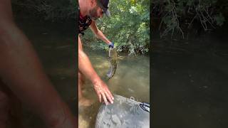 J’offre ma main à ce silure resté près du Float tube après la release 😱 noodling fishing catfish [upl. by Edroi]