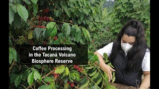 Coffee Processing in the Tacaná Volcano Biosphere Reserve [upl. by Shetrit]