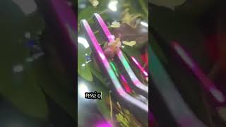 ¡INCREÍBLE Poco probable 🤨 BICHÓ en ACUARIO 🐠😱aquarium guppy fish peces snail bettafish [upl. by Nievelt389]