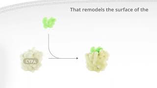 Revolution Medicines KRAS pathway animation [upl. by Giddings184]