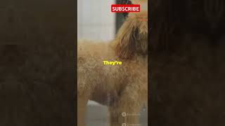 Why Barbets are the best dogs shorts dog viralvideo [upl. by Ardnekat726]