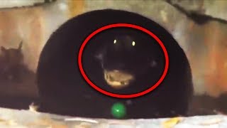 Top 15 Most Scary Videos Caught in Sewers [upl. by Alleroif]