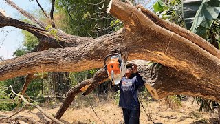 Strong and fast‼️ Stihl ms881 felling trembesi tree [upl. by Eiramoj58]