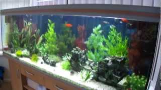 Our 6ft Tropical Fish Tank [upl. by Nnyla]