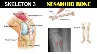 Skeleton 3  Sesamoid bone  Patella  Knee Cap  Dr Ghanshyam Jangid [upl. by Eichman]