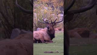 Large Bull Elk Bugling During Mating Season shorts ELK CALL [upl. by Natasha]