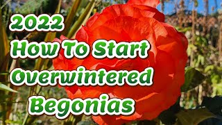 How to start your overwintered begonias [upl. by Ahsekat]