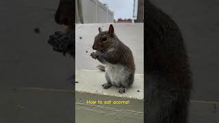 How to eat acorns squirrel 🐿️ squirreleating acorn acorns squirrels fyp [upl. by Blythe]