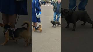 Chiens au marché des vieilles chosessubscribeyoutuberyoutubeshortstravelshortsclipdogs market [upl. by Sirtimed199]