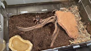 Brachypelma Emilia rehouse into Zilla micro habitat enclosure [upl. by Avek]