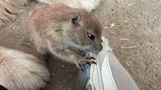 Prairie dog popcorn chews on my shoe [upl. by Airtal]