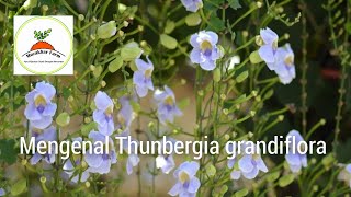 mengenal Thunbergia grandiflora [upl. by Edelman]