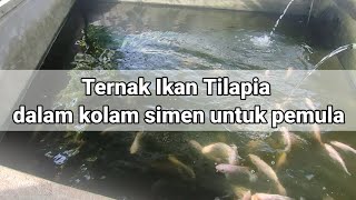 Ternak Ikan Talapia  Kolam Simen bagi pemula [upl. by Aimar]