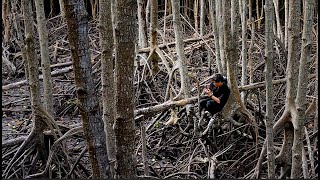 Exploring the Mangrove Ecosystems  National Geographic [upl. by Ellemrac]