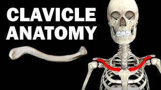 ANATOMY OF THE CLAVICLE COLLARBONE [upl. by Hyrup]