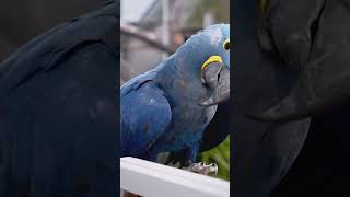 The Mysterious Extinction of the Spixs macaw [upl. by Kilgore280]