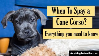 When To Spay a Cane Corso [upl. by Jami615]