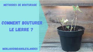 Comment bouturer le lierre   Monjardindansleslandes [upl. by Corella]