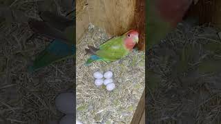 Lovebirds breeding shorts shortvideo birds lovebirds birdslover budiges parrot [upl. by Nrubua649]