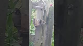 Fledgling tree sparrows feeding [upl. by Philipson420]