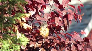 American robin fledgling in purple plum tree [upl. by Gilligan]