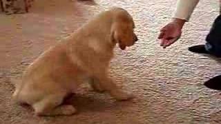 16 week old Yellow Lab Tricks [upl. by Gney]