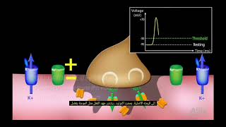 فيديو Animation مترجم Acetylcholine Action Neuromuscular junction [upl. by Ailekahs]