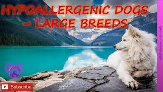 Hypoallergenic Dogs  The Large Breeds [upl. by Sale]