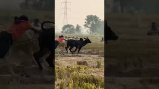 ox race viral shorts oxlover shortsfeed [upl. by Av]