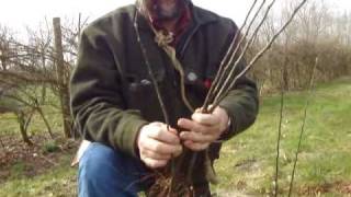 Raising your own apple tree root stocks [upl. by Esertal409]