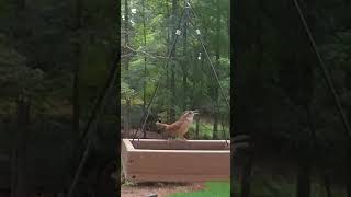 Carolina Wren Singing at the Feeder [upl. by Alekehs]