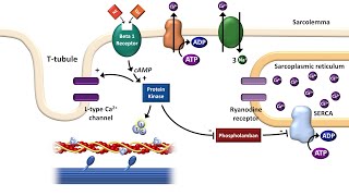 Cardiac ExcitationContraction Coupling [upl. by Ylliw445]