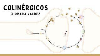 COLINÉRGICOS Y ANTICOLINÉRGICOS Intoxicación Por Organofosforados  Farmacología [upl. by Avictor]