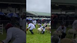 The rain isn’t stopping spectators or exhibitors in the Beltex ring greatyorkshireshow [upl. by Urissa]