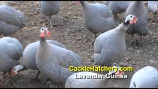 Lavender Guinea Fowl Breed Breeder Flock  Cackle Hatchery [upl. by Obau666]