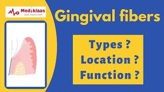 Gingival fibers  types  function  Mediklaas [upl. by Larisa662]