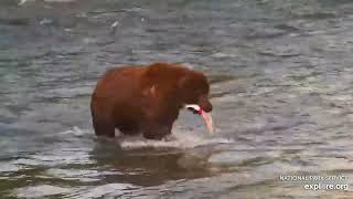 Bear 747 catches the first fish of 2024 at Brooks Falls 23 June 2024 exploreorg [upl. by Yrogiarc]