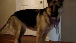 Talking german shepherd dog [upl. by Menides]