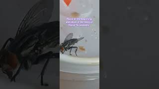 Massive Horse Fly zoooomed [upl. by Ecirpak]