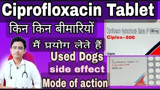 Ciprofloxacin Tablet Ciplox tablet  zoxan Tablet uses side effect in hindi [upl. by Anauqal]