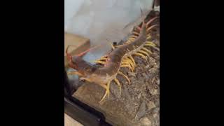 Scolopendra dehanii 🪲insects scolopendra nature [upl. by Ellatsyrc]