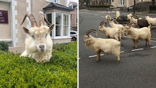 Wild goats take over deserted Welsh town during coronavirus lockdown [upl. by Ellennod154]