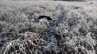 Winter pheasant hawking  wwwgoshawksfarmcom [upl. by Hirza]