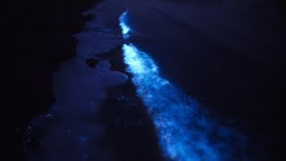 Bioluminescent WaddenSea Sea Sparkle Zeevonk amp Milky Way Terschelling 1st Night 02062017 [upl. by Anesuza470]